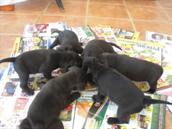 todos comiendo
